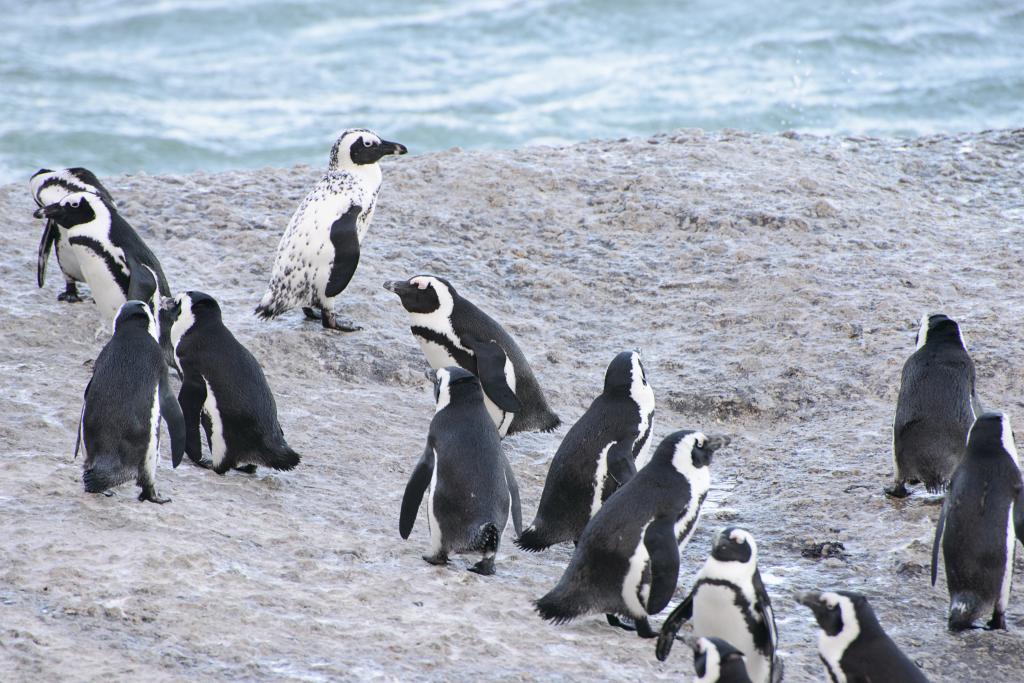 Penguins on a beach